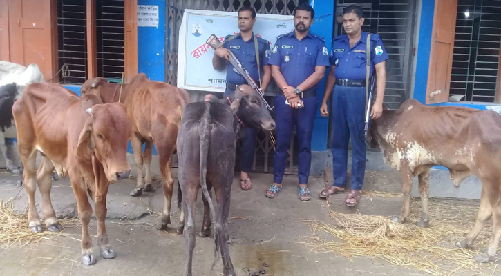 কালিন্দি নদীর চর থেকে নৌকাসহ ৬ ভারতীয় গরু আটক